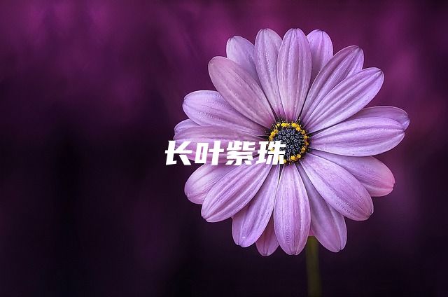 长叶紫珠