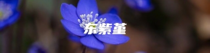 东紫堇